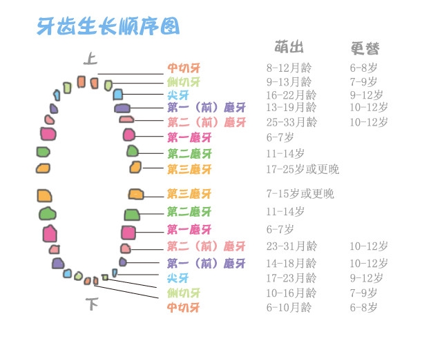孩子的牙萌出的时间与顺序 4-6个月的宝宝就可能萌出对牙齿,也