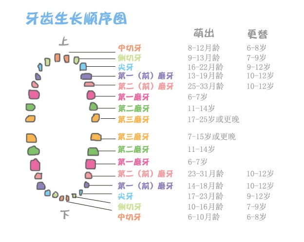 妈妈必须知道:孩子的乳牙萌出的时间与顺序