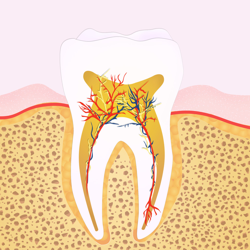 牙髓疾病的治疗 - 口腔医学 - 天山医学院